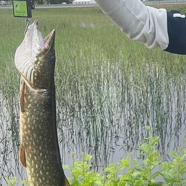 Gjeddefiske ved Sigernesjøen Camping utenfor Kongsvinger i Innlandet