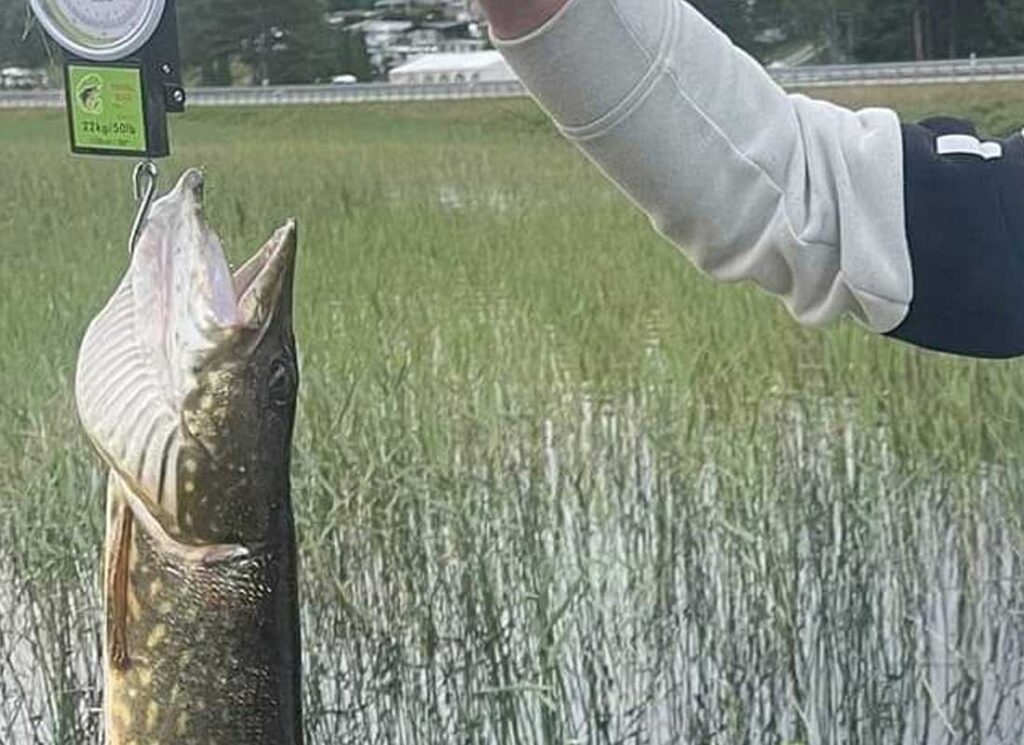 Gjeddefiske ved Sigernesjøen Camping utenfor Kongsvinger i Innlandet