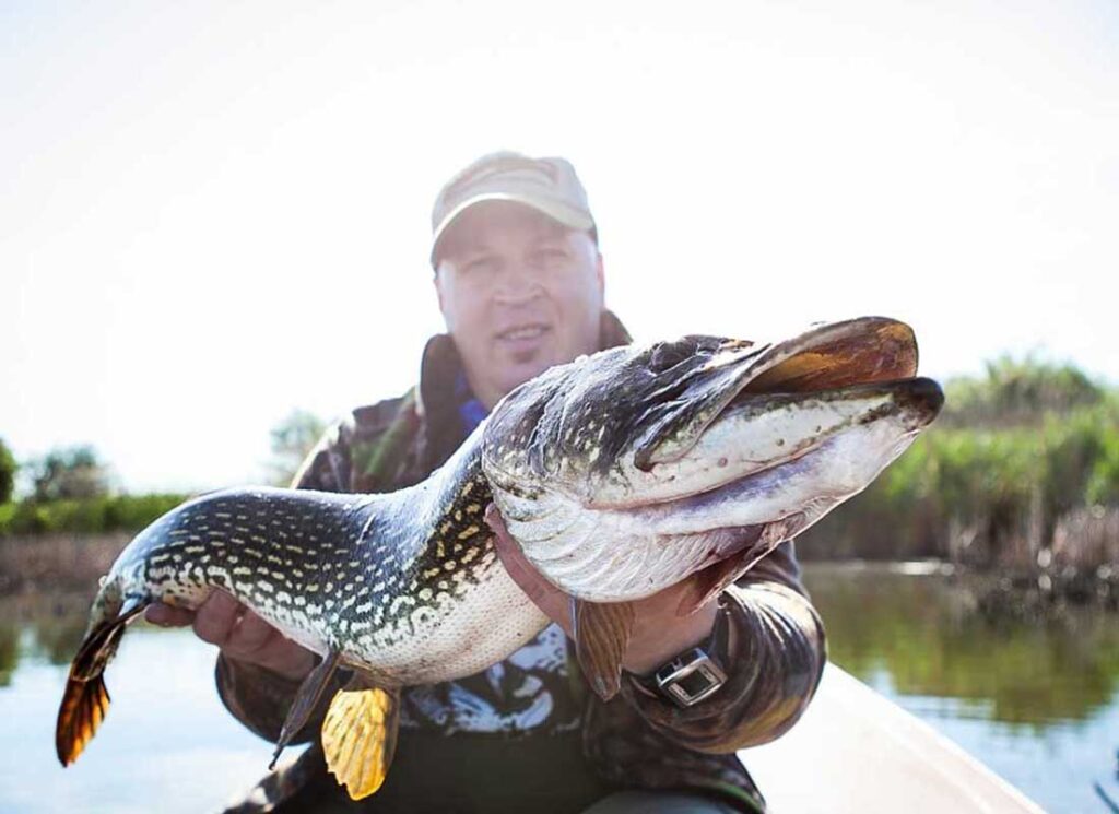 Stor gjedde fanget ved Sigernessjøen camping utenfor Kongsvinger